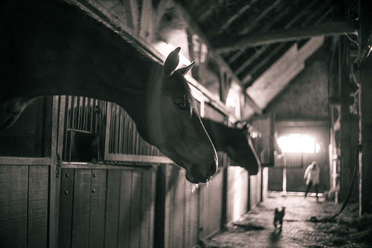 Brumisateur chevaux